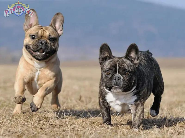 Cách nuôi chó Bull Pháp con đến phát triển khoẻ mạnh