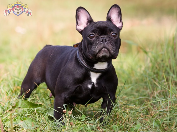 Cách nuôi chó Bull Pháp con đến phát triển khoẻ mạnh