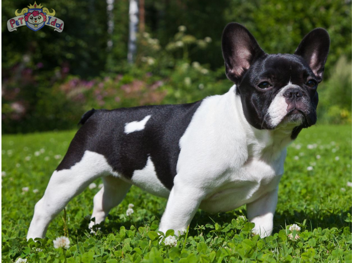 Cách nuôi chó Bull Pháp con đến phát triển khoẻ mạnh