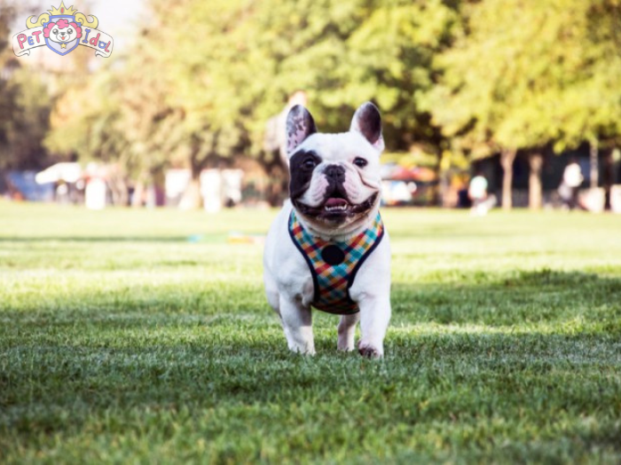 Cách nuôi chó Bull Pháp con đến phát triển khoẻ mạnh