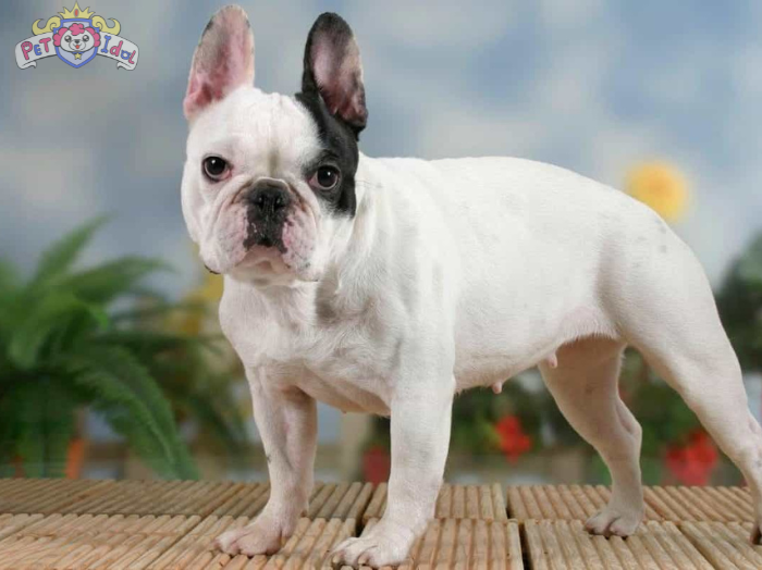 Cách nuôi chó Bull Pháp con đến phát triển khoẻ mạnh