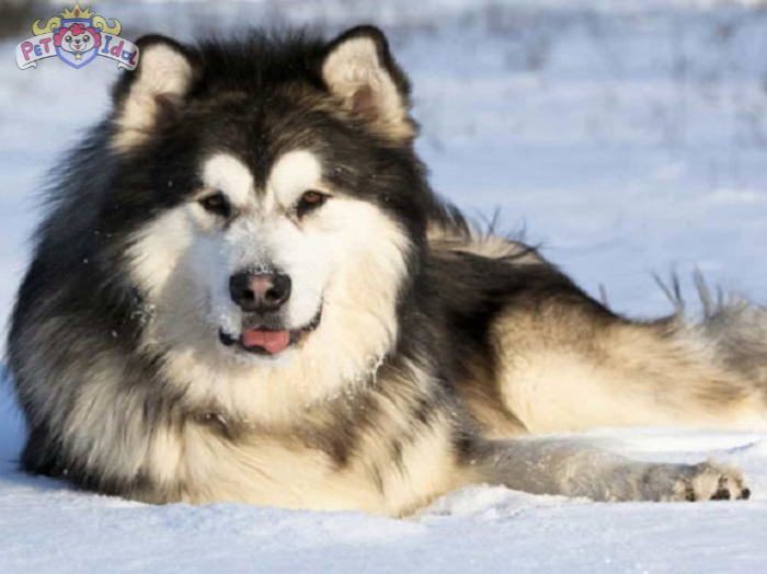 Hướng dẫn cách nuôi chó Alaska từ A-Z cho người mới bắt đầu