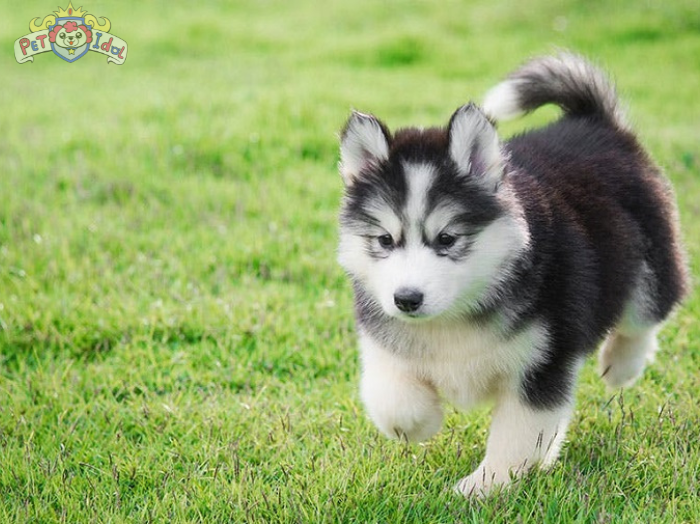 Hướng dẫn cách nuôi chó Alaska từ A-Z cho người mới bắt đầu