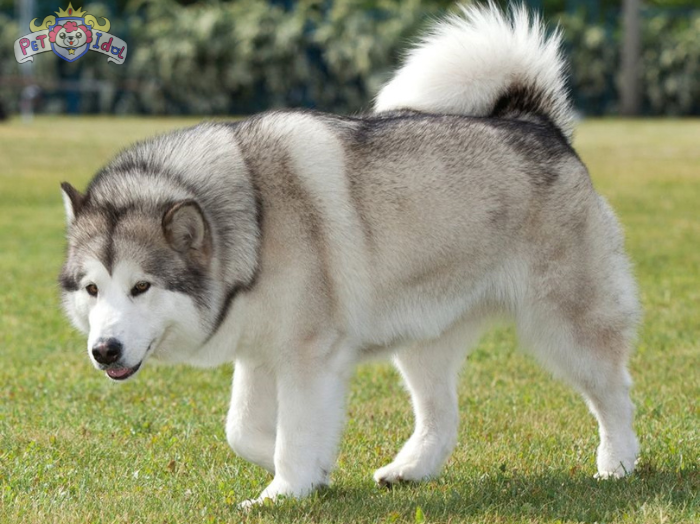 Hướng dẫn cách nuôi chó Alaska từ A-Z cho người mới bắt đầu