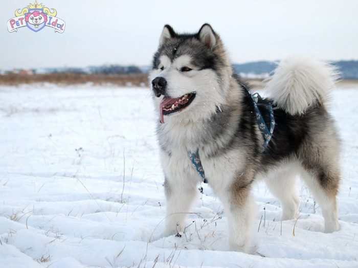 Hướng dẫn cách nuôi chó Alaska từ A-Z cho người mới bắt đầu