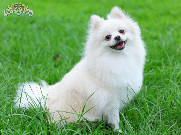 Hướng dẫn cách nuôi chó Phốc sóc lai Nhật Cực chuẩn 2024