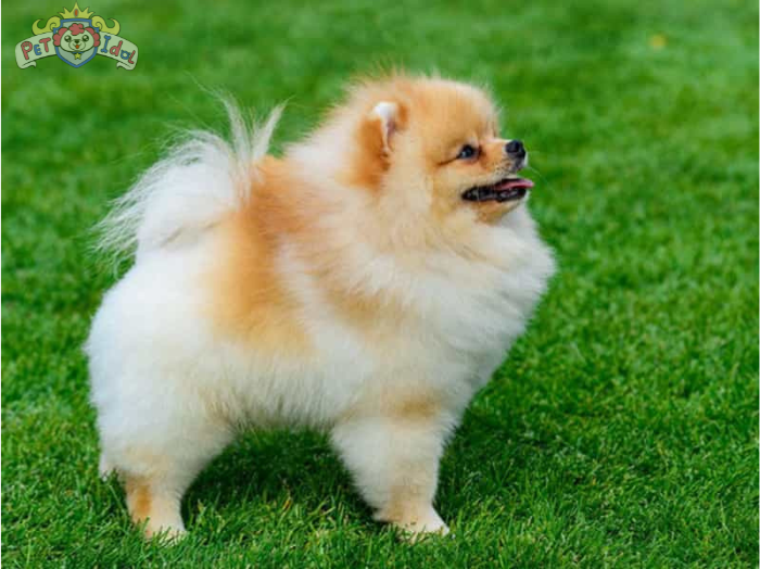 Hướng dẫn cách nuôi chó Phốc sóc lai Nhật Cực chuẩn 2024