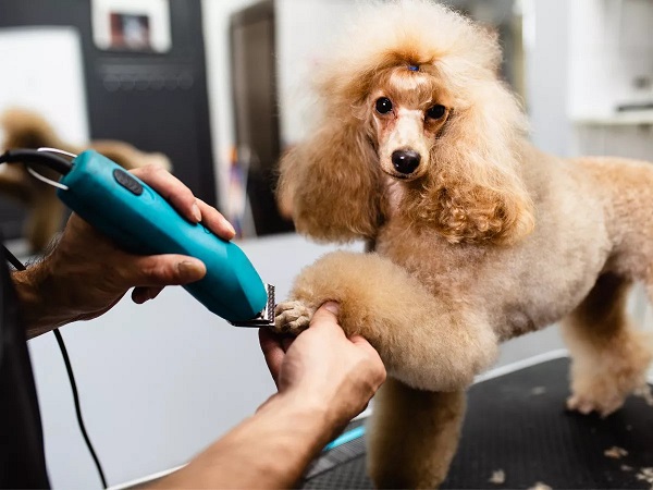 Cắt tỉa lông chó poodle
