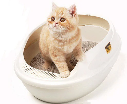 Cách Dạy Mèo Đi Vệ Sinh