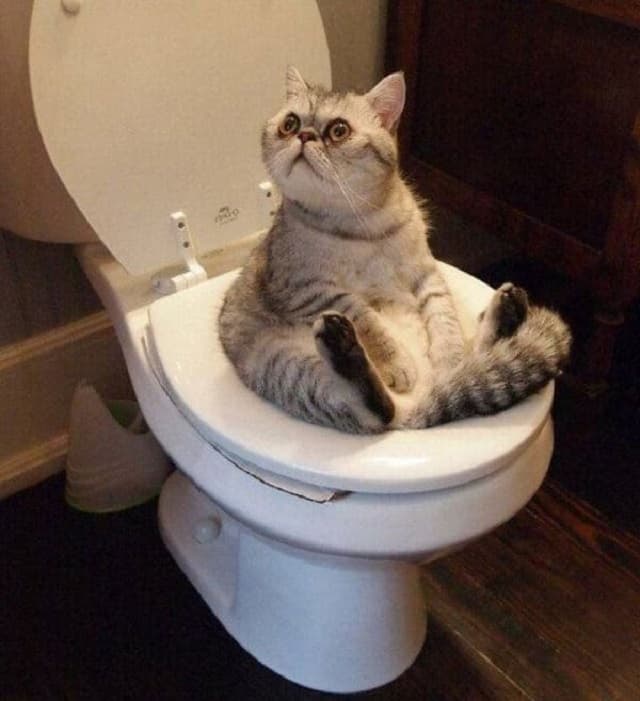 Cách Dạy Mèo Đi Vệ Sinh