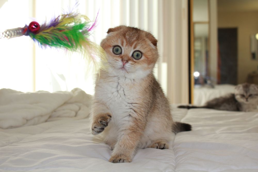 Mèo Anh Lông Ngắn Tai Cụp - Những Thông Tin Cần Biết Về Giống Mèo Này