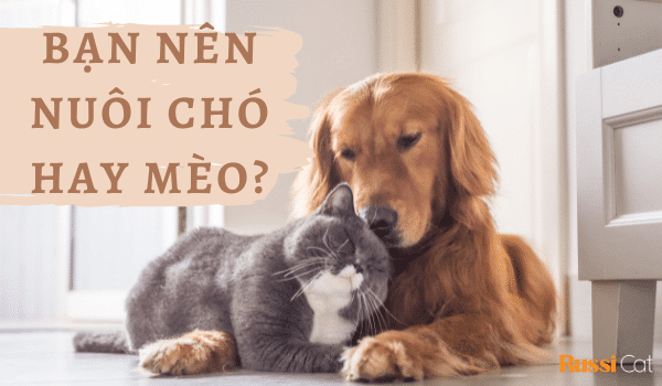 Nên nuôi chó hay mèo và lưu ý khi chăm sóc thú cưng