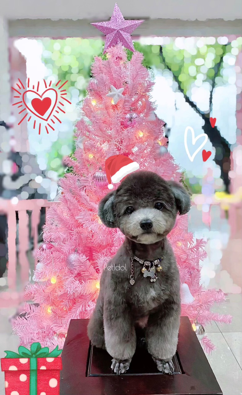 TOP 6 Nguyên nhân chó bị rụng lông mọi người nên biết