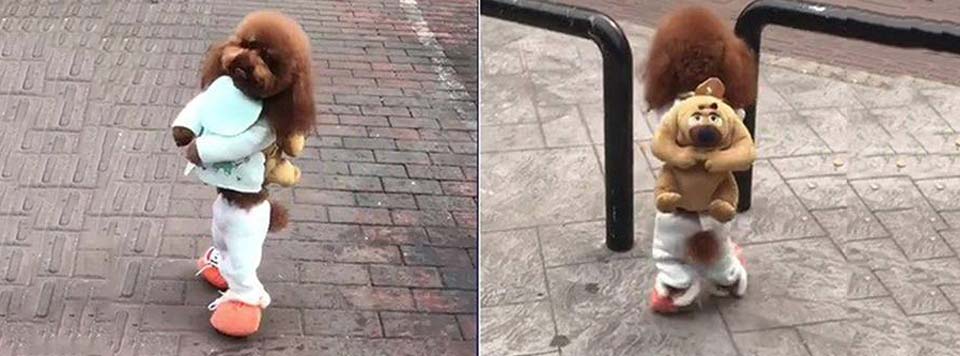 cách tẩy giun cho chó poodle