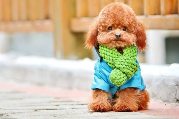 cách tẩy giun cho chó Poodle