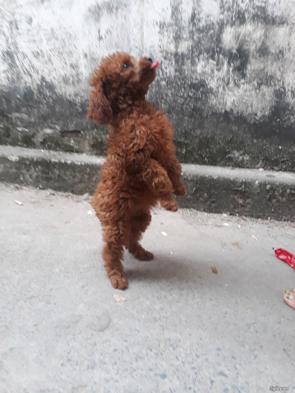 cách tẩy giun cho chó poodle tại nhà
