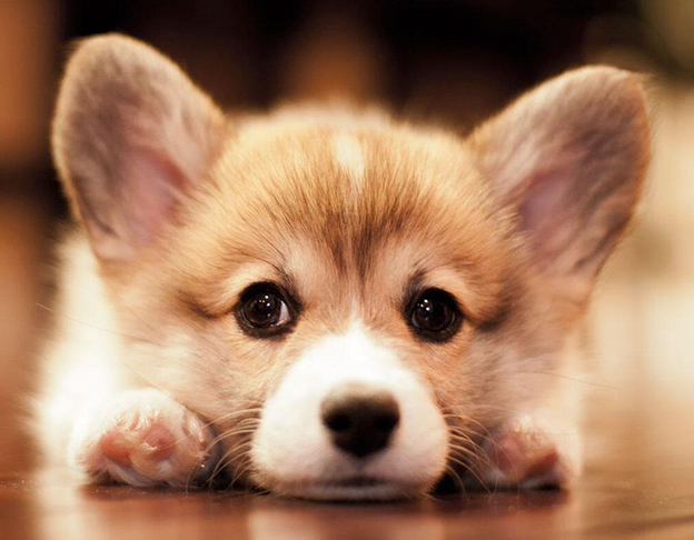 Bị nhiễm kính khiến chó đi ngoài ra giun