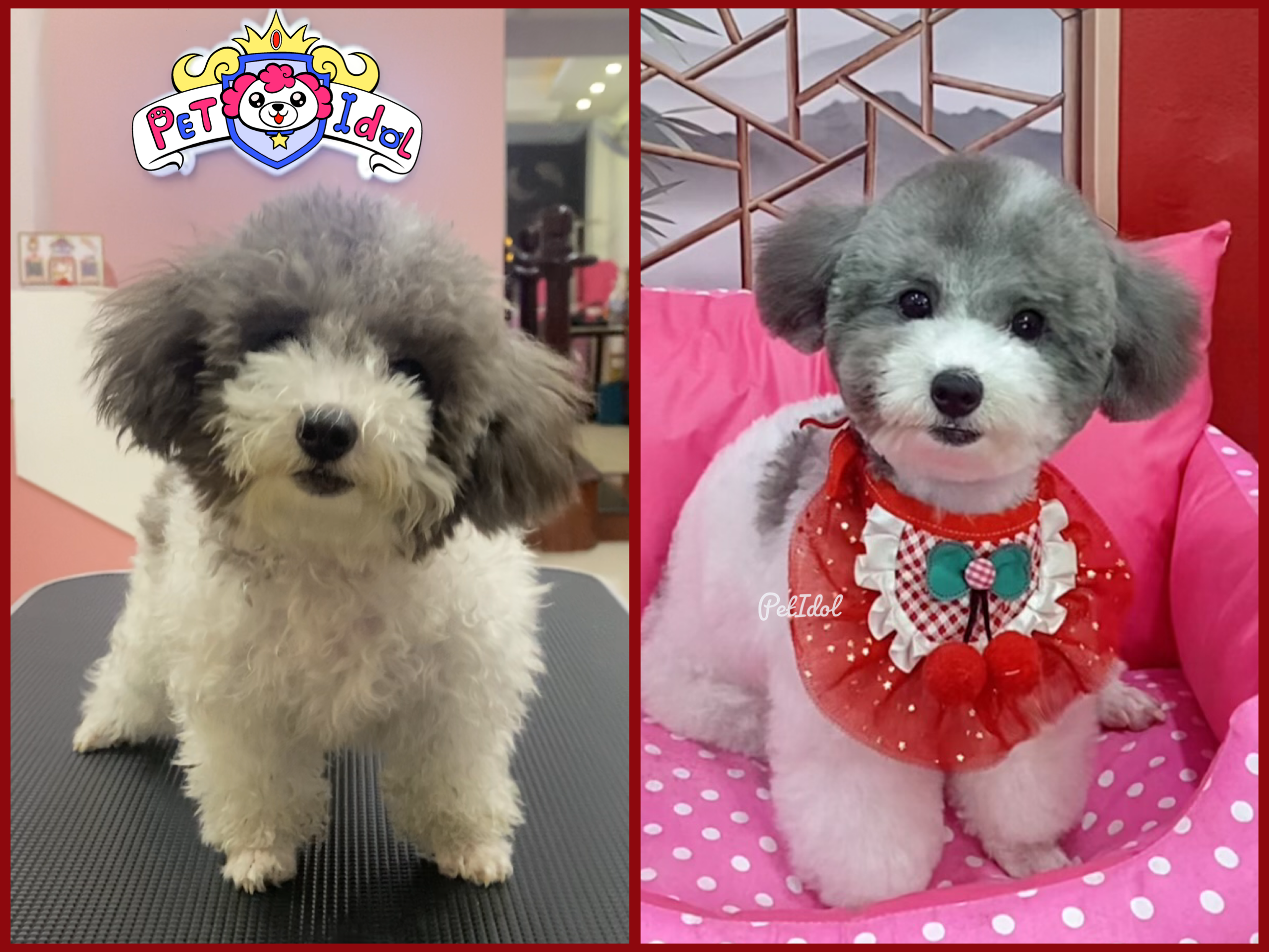 Bé Poodle mới 5 tháng xinh xắn sau khi cắt tỉa tại Pet Idol