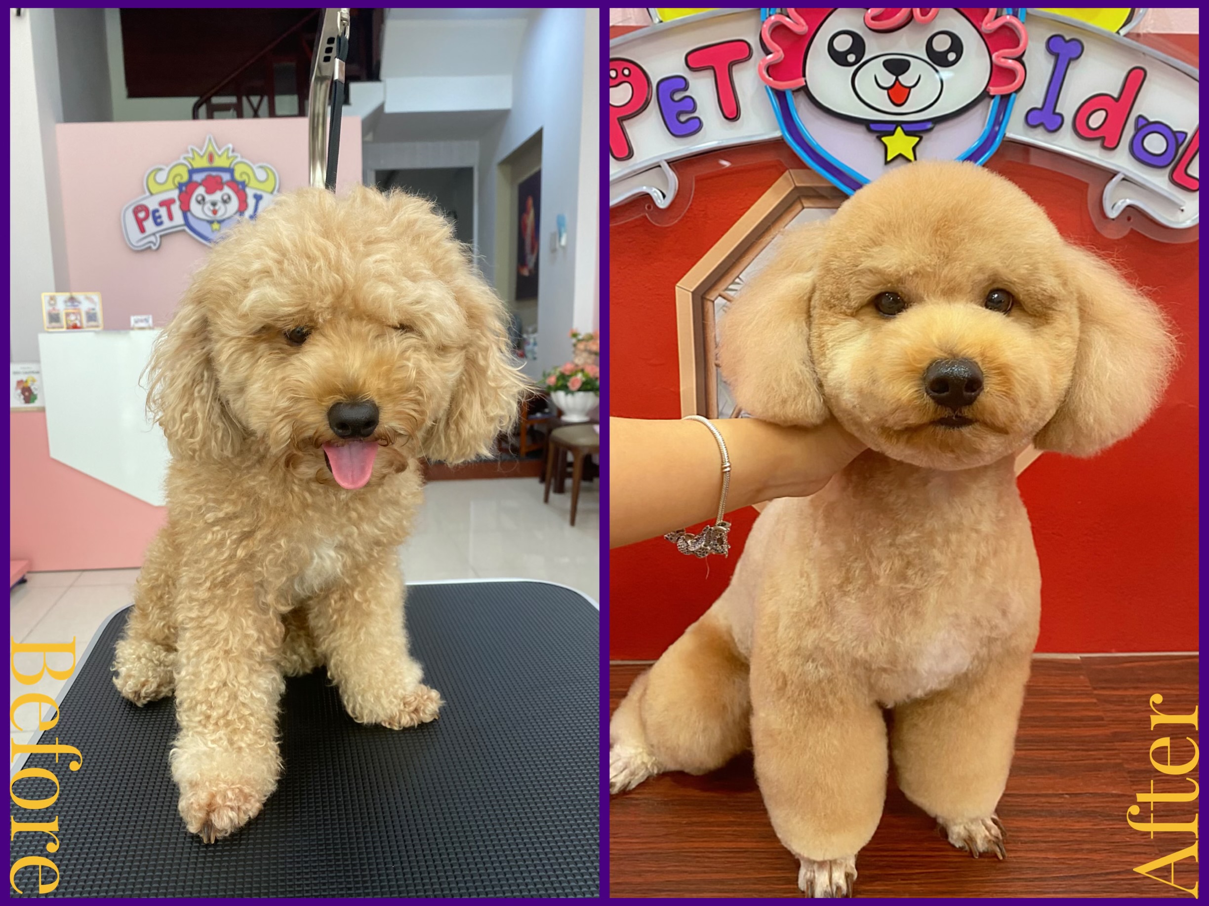 Chàng trai Poodle đi từ Cần Giờ lên Pet Idol để làm đẹp