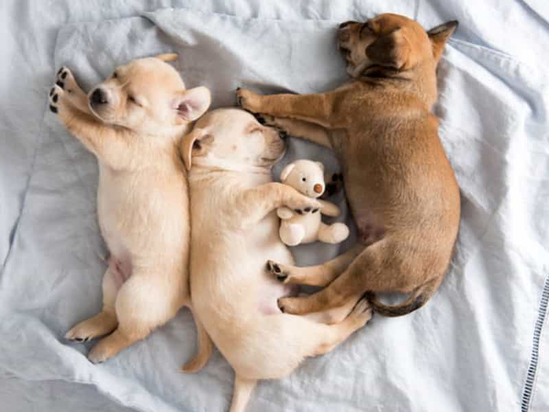 Tại sao chó bị viêm da có mủ và có 4+ cách phòng ngừa