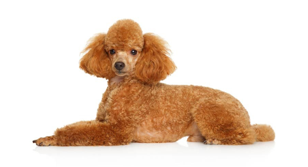 Nên cho chó Poodle ăn gì? Cách xây dựng thực đơn chuẩn theo khoa học