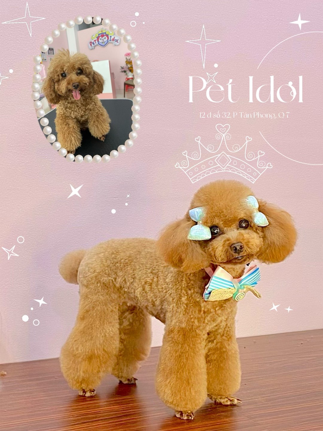 Tại sao chó bị viêm da có mủ và có 4+ cách phòng ngừa