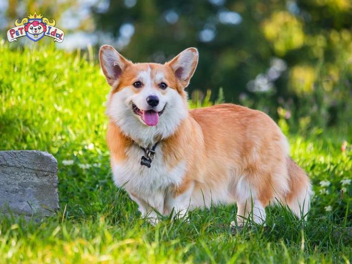 Tìm hiểu đặc điểm chó Corgi