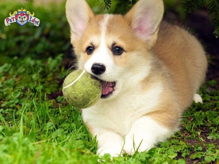 Hướng dẫn cách huấn luyện Corgi
