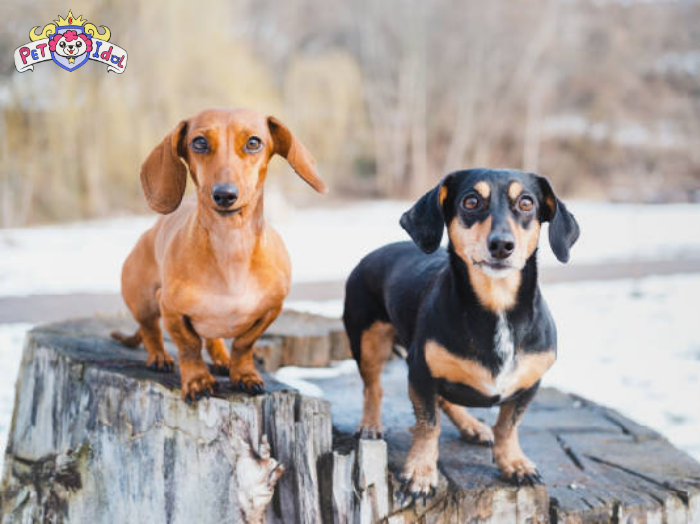 Nguồn gốc chó lạp xưởng