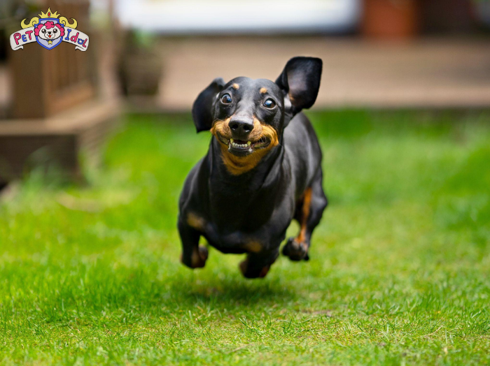 Phân loại giống chó lạp xưởng theo chỉ số