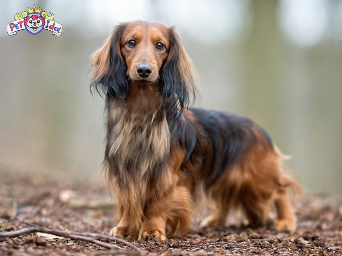 Phân loại giống chó lạp xưởng theo kiểu lông