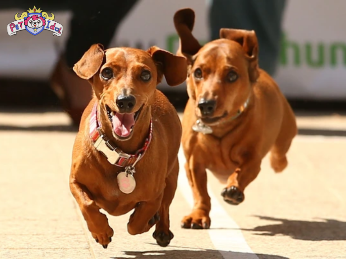 Đặc điểm ngoại hình và tính cách chó lạp xưởng