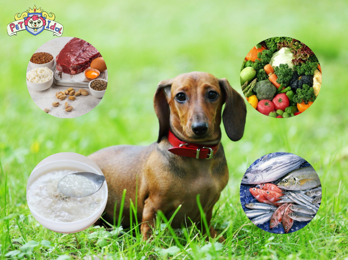 Chế độ dinh dưỡng trong cách nuôi chó lạp xưởng