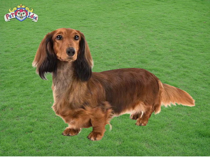 Cách nuôi chó lạp xưởng, vệ sinh cho chó