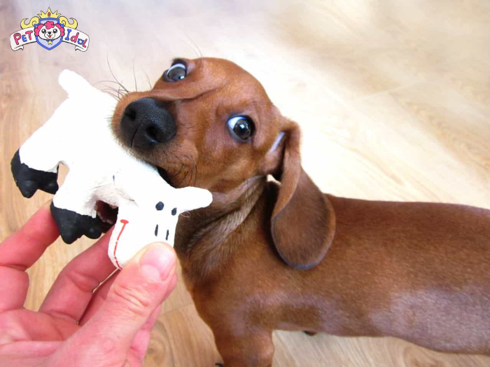 Hướng dẫn huấn luyện chó lạp xưởng