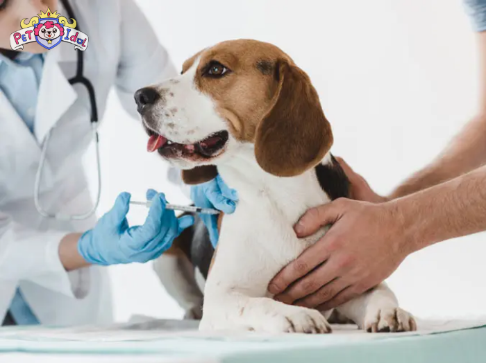 Một số lưu ý về cách nuôi chó lạp xưởng