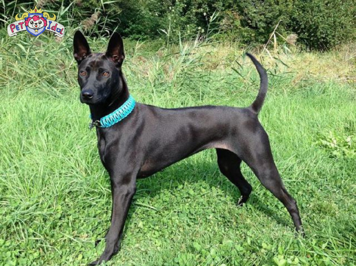 Cách nuôi chó phú quốc