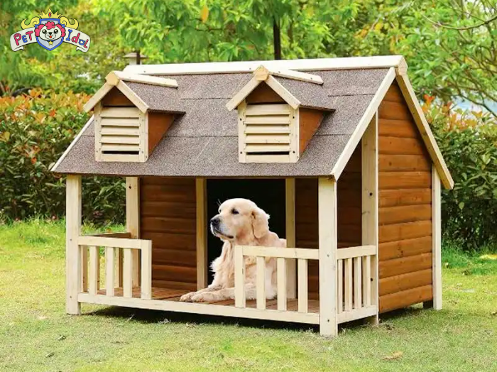 Cách nuôi chó Phú Quốc tại nhà