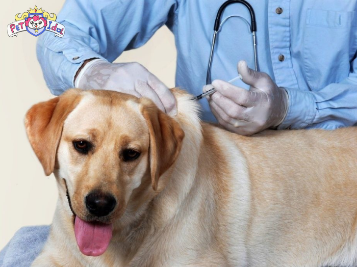 Tiêm phòng và phòng bệnh cho chó Phú Quốc