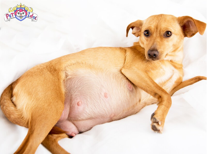 Cách nuôi chó Phú Quốc trước khi sinh con