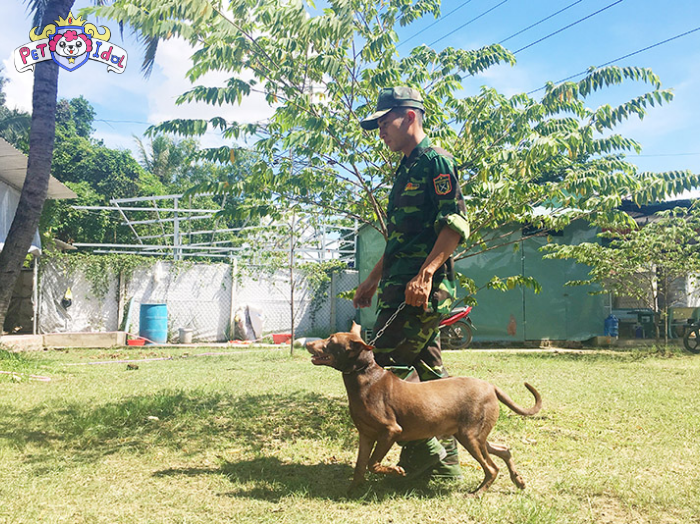 Cách nuôi chó Phú Quốc tại nhà