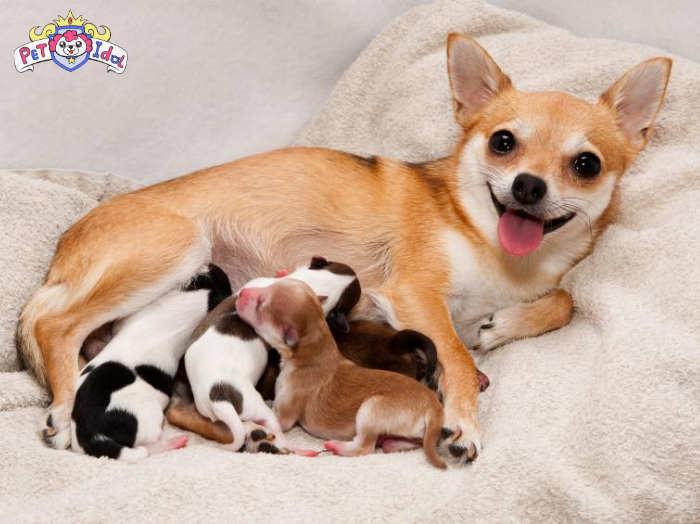 Cách nuôi chó Phú Quốc sau khi sinh con