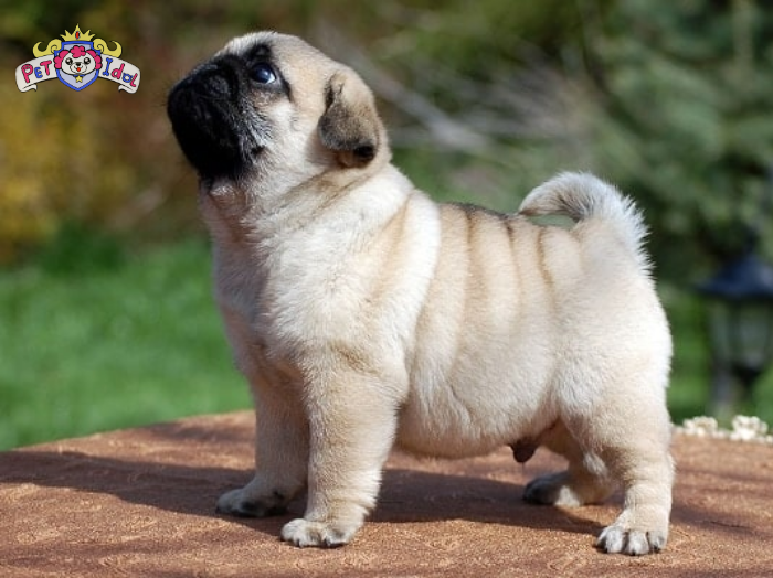 Tìm hiểu về giống chó Pug