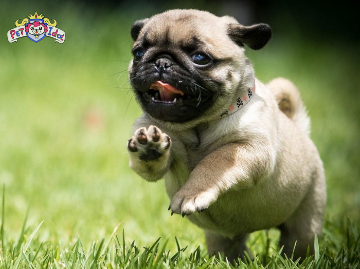 Chó Pug là loài động vật thông minh