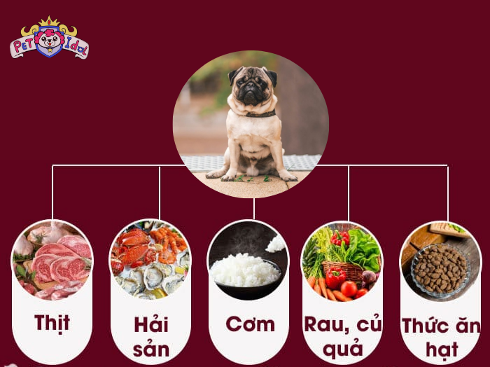 Chế độ dinh dưỡng cho chó Pug