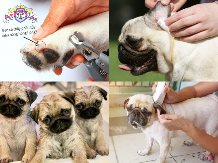 Cách vệ sinh cho chó Pug
