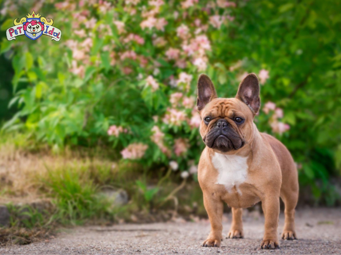 Huấn luyện chó Pug