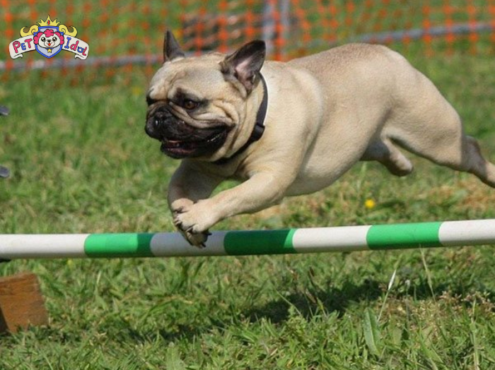Một số lưu ý về cách nuôi chó Pug