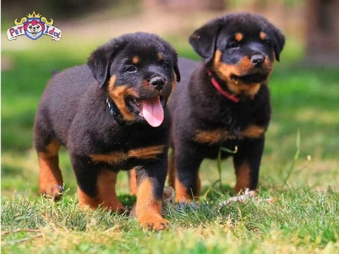 Cách nuôi chó Rottweiler hiệu quả