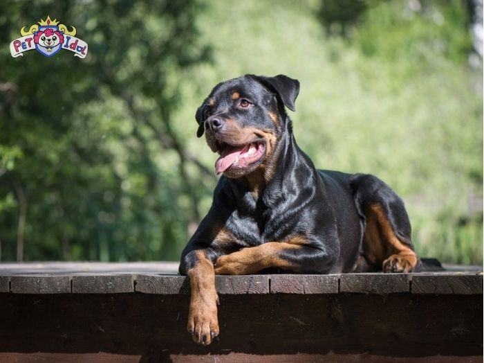 Một số vấn đề sức khoẻ thường gặp ở chó Rottweiler